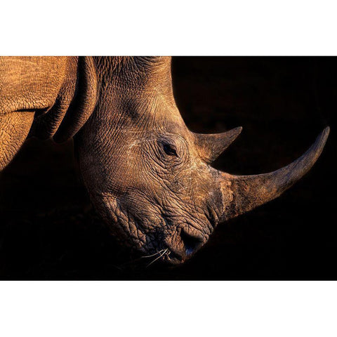 Rhinoceros White Modern Wood Framed Art Print by Fischer, Jie