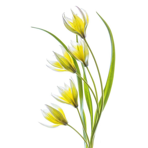 Tulipa Black Modern Wood Framed Art Print with Double Matting by Disher, Mandy