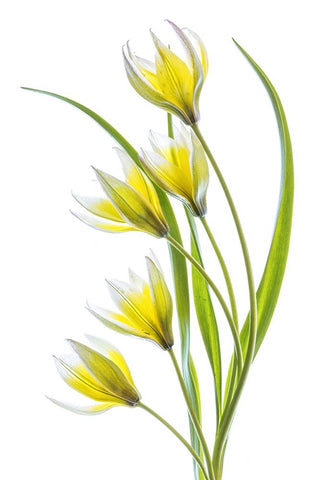 Tulipa White Modern Wood Framed Art Print with Double Matting by Disher, Mandy