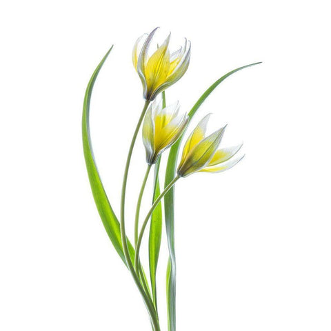 ~~Tulipa~~ Black Modern Wood Framed Art Print with Double Matting by Disher, Mandy