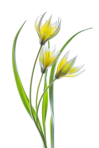 ~~Tulipa~~ White Modern Wood Framed Art Print with Double Matting by Disher, Mandy