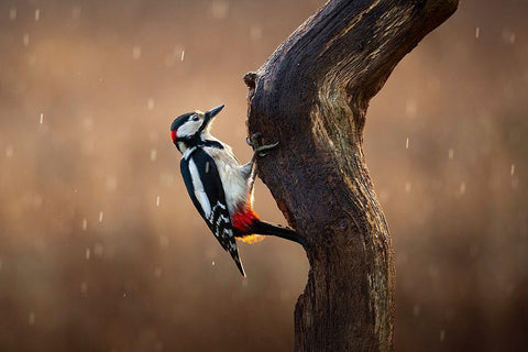 Woodpecker In The Rain White Modern Wood Framed Art Print with Double Matting by O Mahony, Kieran