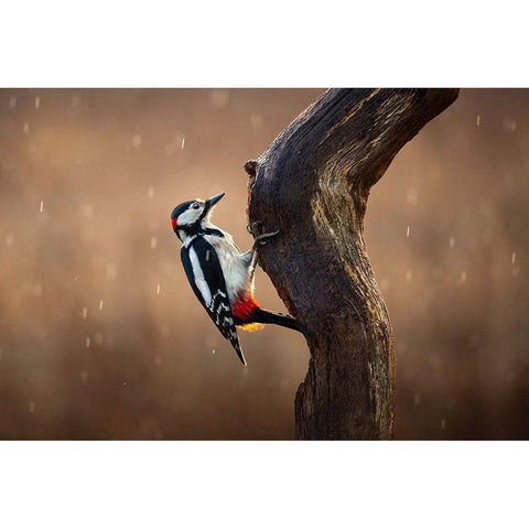 Woodpecker In The Rain White Modern Wood Framed Art Print by O Mahony, Kieran