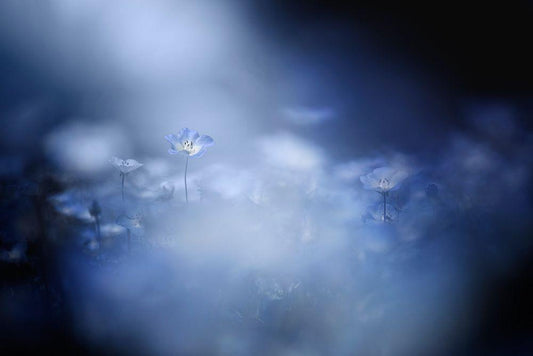 Image Only