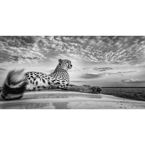 Scanning The Savanna Black Modern Wood Framed Art Print with Double Matting by C. Sink, Jeffrey