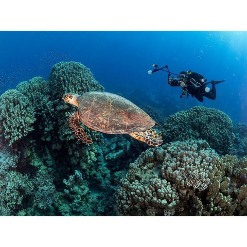 Turtle And A Photographer Gold Ornate Wood Framed Art Print with Double Matting by Ben Tov, Ilan