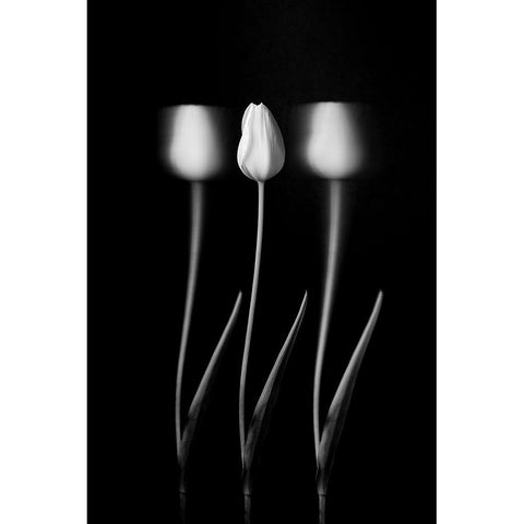 Tulips White Modern Wood Framed Art Print by Xu, Tony