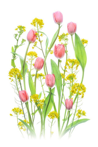 Bright Spring Flowers White Modern Wood Framed Art Print with Double Matting by Jacobs, Lydia