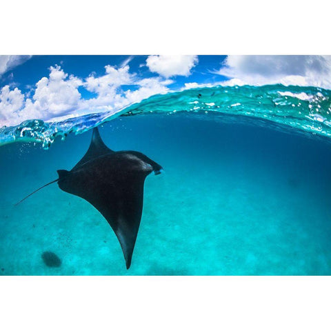 A Reef Manta Ray In Mayotte Black Modern Wood Framed Art Print with Double Matting by Gabriel, Barathieu