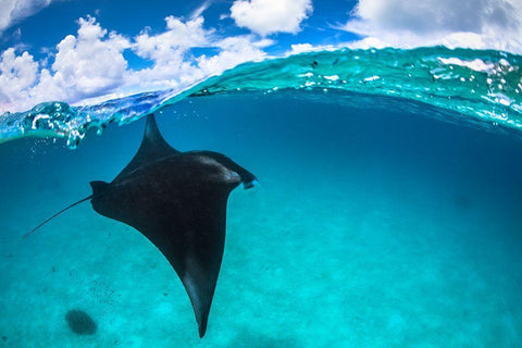 A Reef Manta Ray In Mayotte Black Ornate Wood Framed Art Print with Double Matting by Gabriel, Barathieu