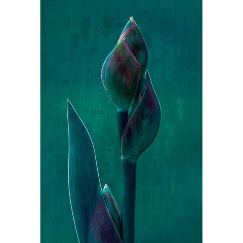 Blue Charade. Black Modern Wood Framed Art Print with Double Matting by Hamilton, Chris