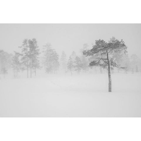 Tree In Snowstorm White Modern Wood Framed Art Print by Normark, Helena