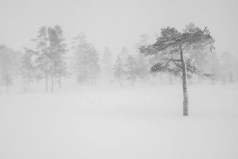 Tree In Snowstorm Black Ornate Wood Framed Art Print with Double Matting by Normark, Helena