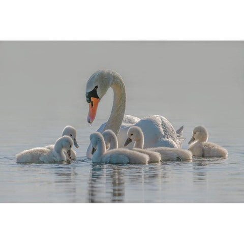 Mom Is The Whole World For Babies. Black Modern Wood Framed Art Print by Tracy