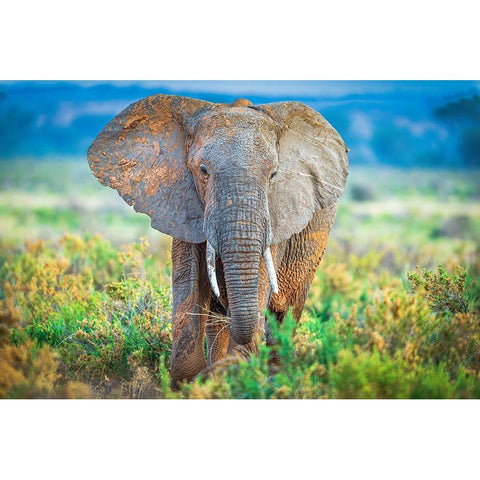 Pastel Elephant Black Modern Wood Framed Art Print by C. Sink, Jeffrey