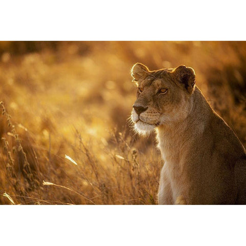 Sunshine Black Modern Wood Framed Art Print with Double Matting by Alnaser, Mohammed