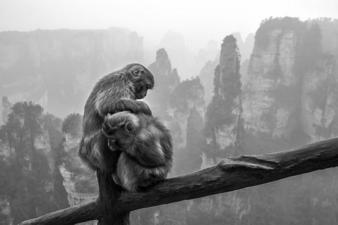 Look For Fleas White Modern Wood Framed Art Print with Double Matting by Song, Gunarto