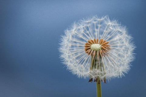 Dandelion White Modern Wood Framed Art Print with Double Matting by Hamiti, Bess