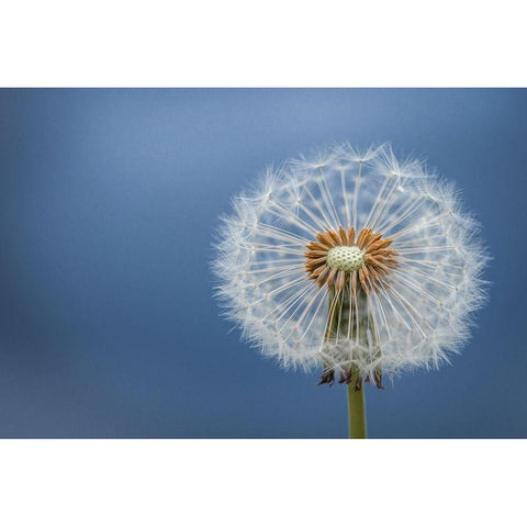 Dandelion Black Modern Wood Framed Art Print by Hamiti, Bess