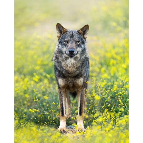 Iberian Wolf Gold Ornate Wood Framed Art Print with Double Matting by Fegari