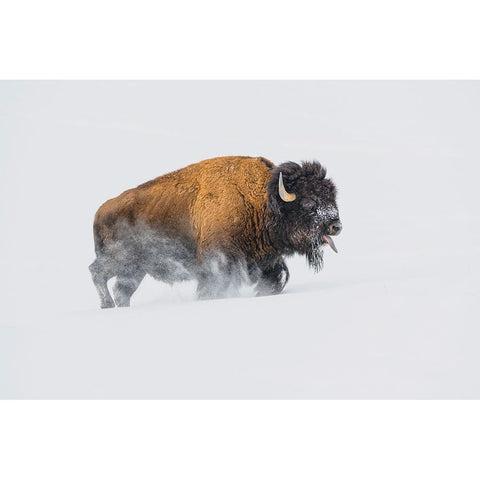 Bison In The Snow Black Modern Wood Framed Art Print with Double Matting by Hunt, Debbie