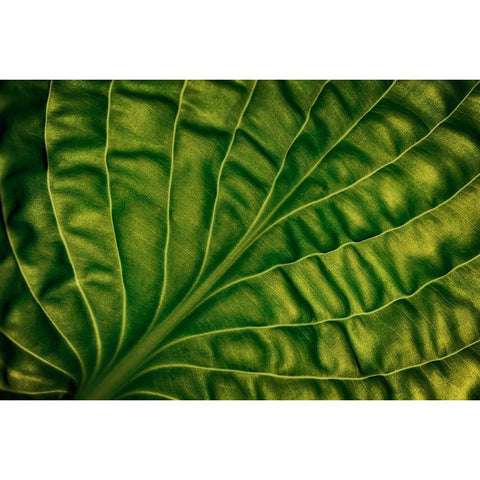 Leaf Of A Hosta Gold Ornate Wood Framed Art Print with Double Matting by Gronkjar, Lotte
