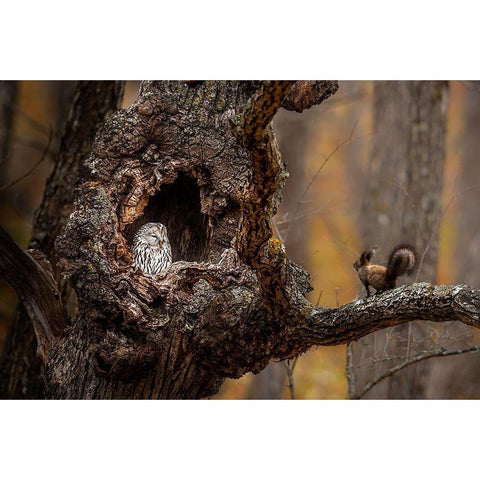 An Owl A A Squirrel Gold Ornate Wood Framed Art Print with Double Matting by Tsui, Hung