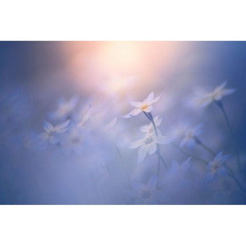 In The Pale Light White Modern Wood Framed Art Print by Suzuki, Takashi