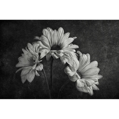 Untitled Black Modern Wood Framed Art Print with Double Matting by Clough, Stephen