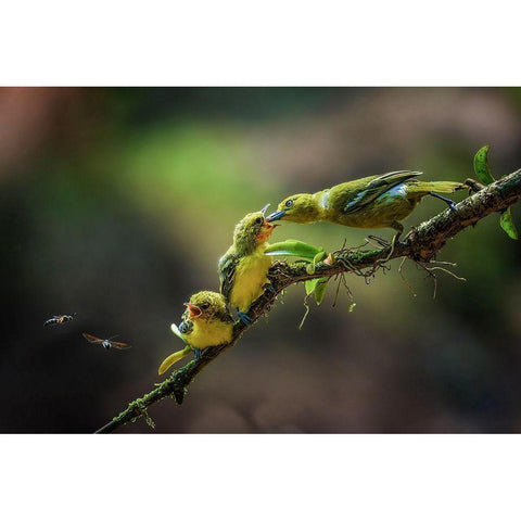 A Yellow Birds Black Modern Wood Framed Art Print with Double Matting by Setiadi, Ajar