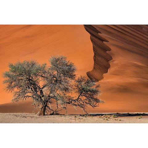 Acacia In The Desert Black Modern Wood Framed Art Print with Double Matting by Ruoppolo, Luigi