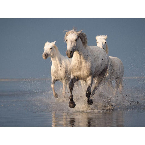 Camargue Horses On Sunset White Modern Wood Framed Art Print by Anton, Rostovskiy