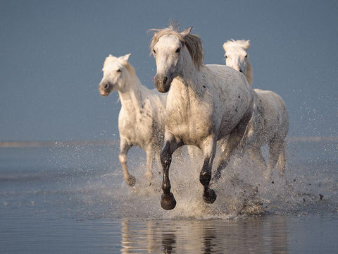 Camargue Horses On Sunset White Modern Wood Framed Art Print with Double Matting by Anton, Rostovskiy