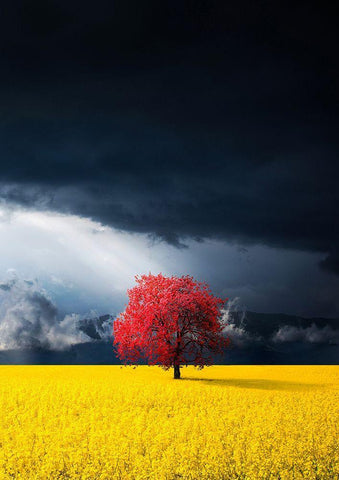 Red Tree Black Ornate Wood Framed Art Print with Double Matting by Hamiti, Bess