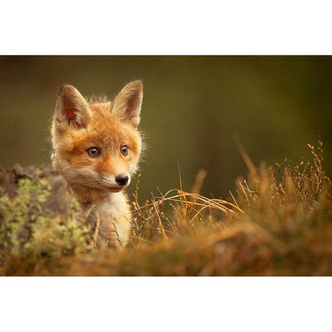 Fox Black Modern Wood Framed Art Print with Double Matting by Adamec, Robert