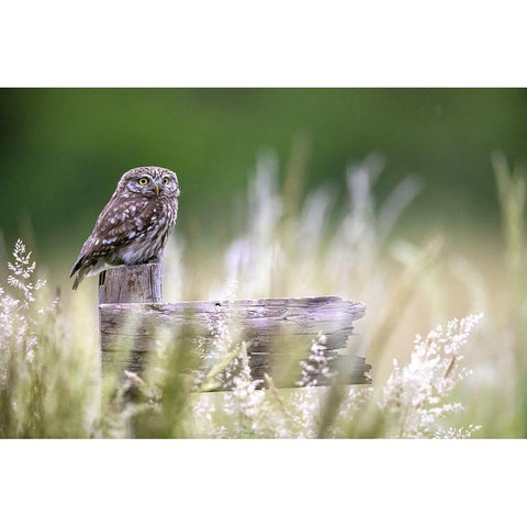 Little Owl Black Modern Wood Framed Art Print with Double Matting by Redaelli, Marco