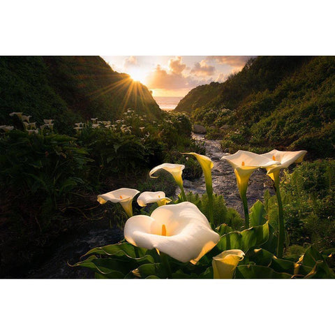 Calla Lily World White Modern Wood Framed Art Print by Macua, Gerald