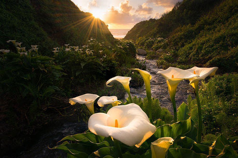 Calla Lily World Black Ornate Wood Framed Art Print with Double Matting by Macua, Gerald