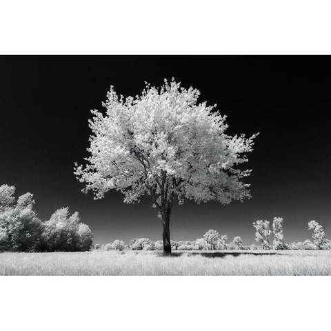 White Tree Black Modern Wood Framed Art Print by Bogaerts, Sus