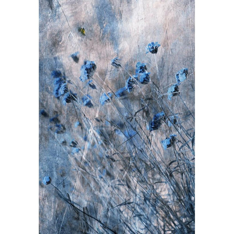 Blue Flowers Black Modern Wood Framed Art Print with Double Matting by Devos, Delphine