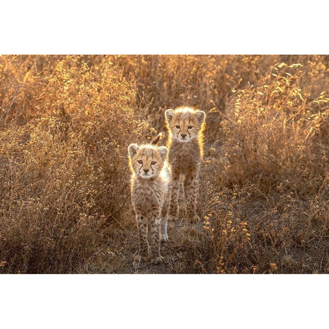 Two Little Cheetah White Modern Wood Framed Art Print by Tsui, Hung