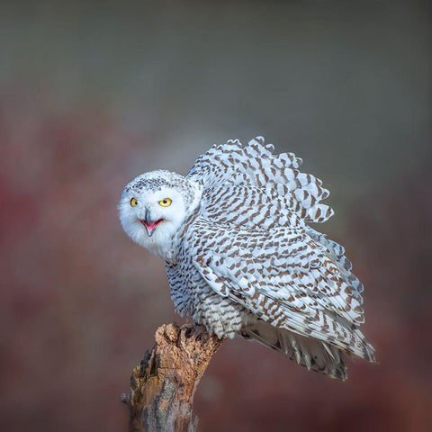 Calling White Modern Wood Framed Art Print with Double Matting by Wong, Fion