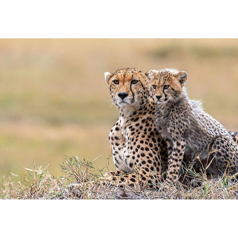 Cheetah Cub With  Mom Black Modern Wood Framed Art Print with Double Matting by Fischer, Jie