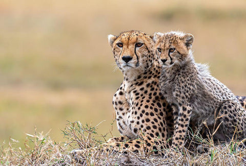 Cheetah Cub With  Mom White Modern Wood Framed Art Print with Double Matting by Fischer, Jie