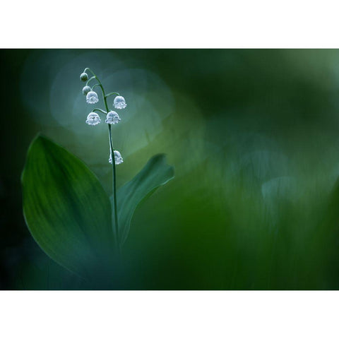 Lilly Of The Valley Gold Ornate Wood Framed Art Print with Double Matting by Dvorak, Petra