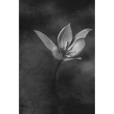 The Crocus White Modern Wood Framed Art Print by Kiral, Cicek