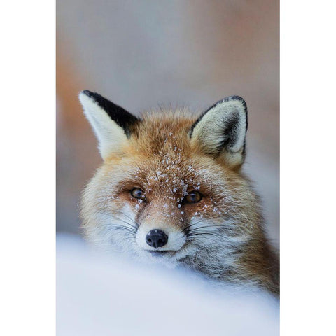 Red Fox White Modern Wood Framed Art Print by Bolla, Paolo