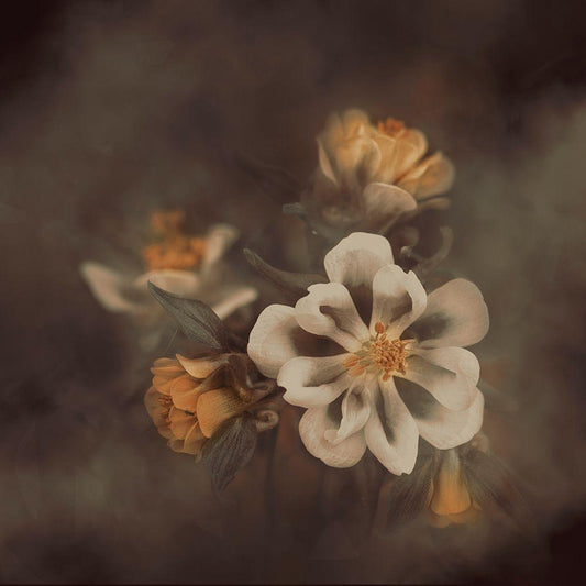 Image Only