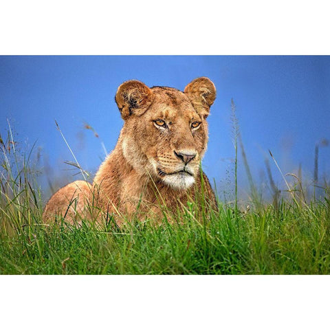 Lioness Close Up Black Modern Wood Framed Art Print by Ortega, Xavier