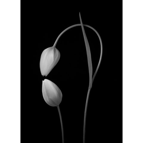 Flowers Love White Modern Wood Framed Art Print by Xu, Tony